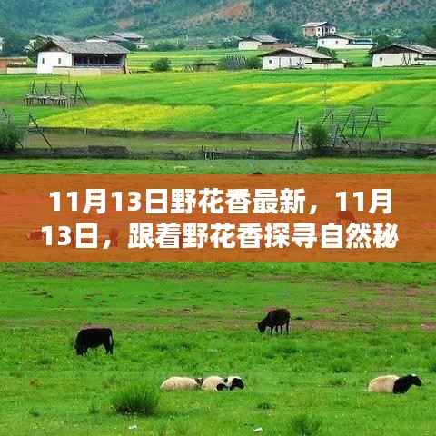 探寻自然秘境,野花香引领下的心灵之旅(11月13日最新)