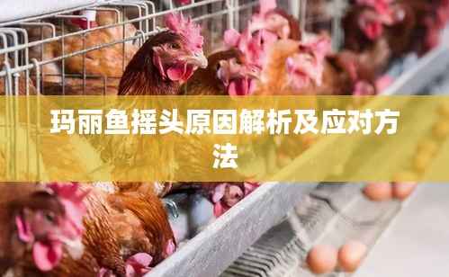 玛丽鱼摇头原因解析及应对方法